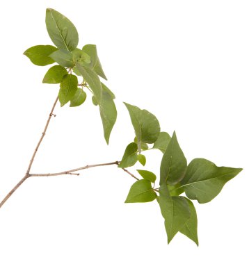 Yeşil leylak bırakır. Beyaz arka plan üzerinde izole