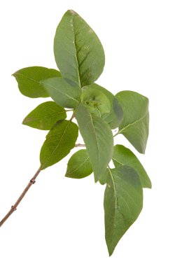 Yeşil leylak bırakır. Beyaz arka plan üzerinde izole