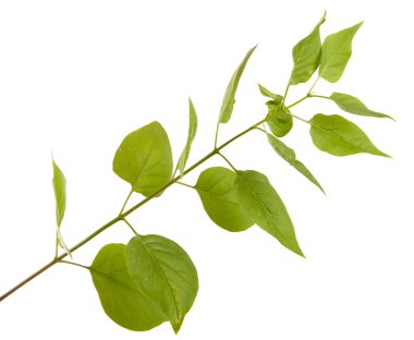 Yeşil leylak bırakır. Beyaz arka plan üzerinde izole