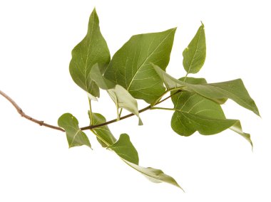 Yeşil leylak bırakır. Beyaz arka plan üzerinde izole