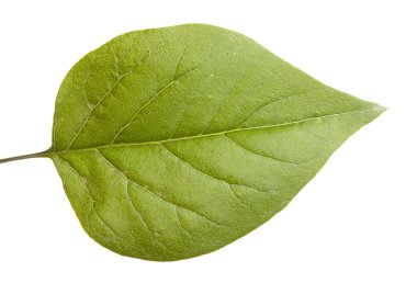 yeşil yaprak leylak. Beyaz arka plan üzerinde izole