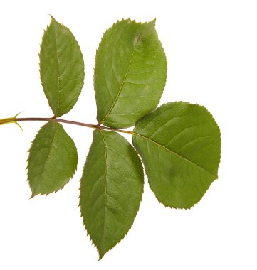 Yeşil yaprak yükseldi. Beyaz arka plan üzerinde izole