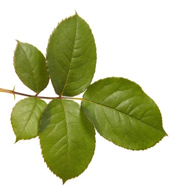 Yeşil yaprak yükseldi. Beyaz arka plan üzerinde izole