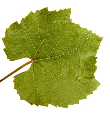 Yeşil üzüm yaprağı. Beyaz arka plan üzerinde izole