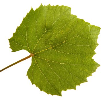 Yeşil üzüm yaprağı. Beyaz arka plan üzerinde izole