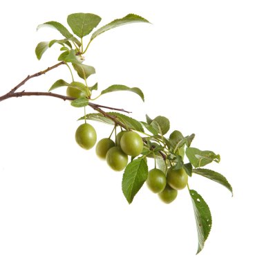 plum-tree branch with green fruits and leaves. isolated on white clipart