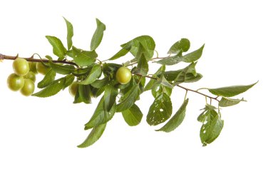 plum-tree branch with green fruits and leaves. isolated on white clipart