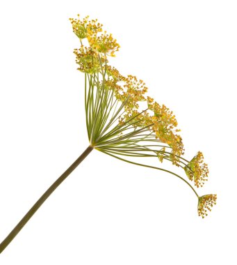 çiçekli dereotu. Beyaz arka plan üzerinde izole