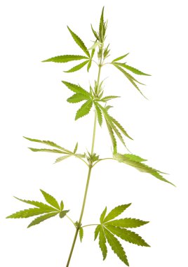 Beyaz arka plan üzerinde izole bush esrar