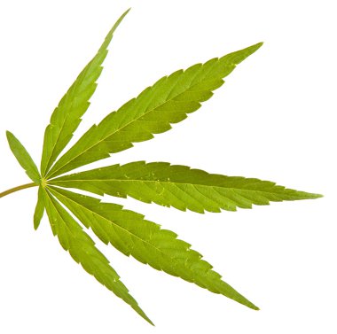 Beyaz arkaplanda izole edilmiş kenevir yaprağı