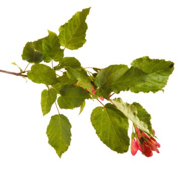 Tatar akçaağaç şube olgun tohumları ile. Beyaz arka plan üzerinde izole