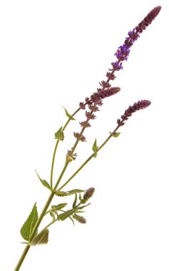 Beyaz arka plan üzerinde izole mor adaçayı çiçek