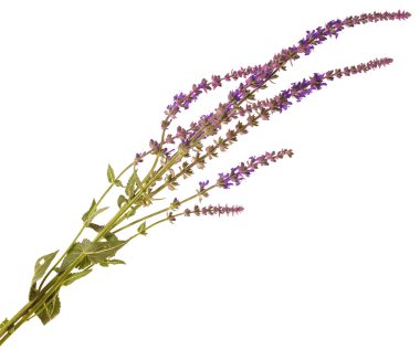 Beyaz arka plan üzerinde izole mor adaçayı çiçek