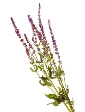 Beyaz arka plan üzerinde izole mor adaçayı çiçek