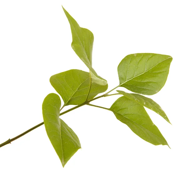 Zelený šeřík listy. izolované na bílém pozadí — Stock fotografie