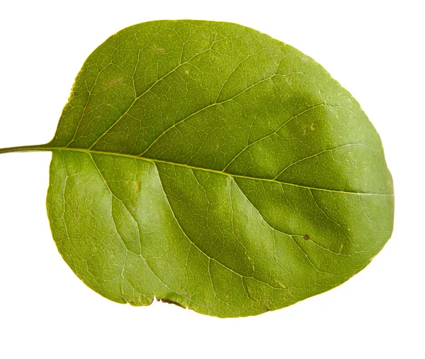 Green leaf lilac. isolated on white background — Stock Photo, Image