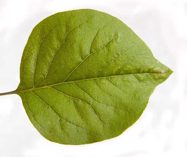 Zielony liść bzu. na białym tle — Zdjęcie stockowe