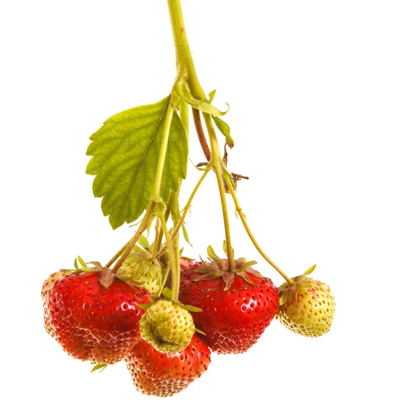 Bunch of strawberries on the germ. On a white background — Stock Photo, Image