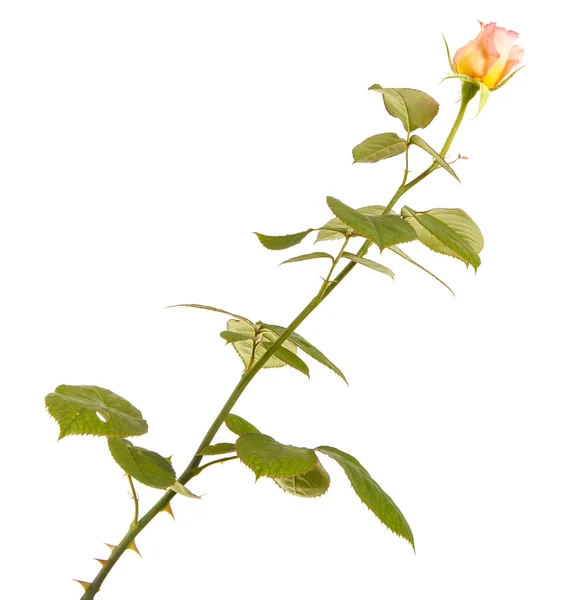 Junge Triebe Rosen mit dichten Knospen. isoliert auf weißem Hintergrund — Stockfoto