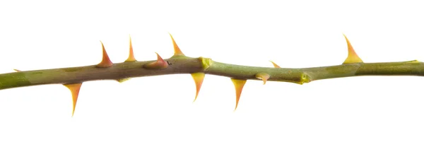 Part of the stem roses with thorns isolated on white background — Stock Photo, Image