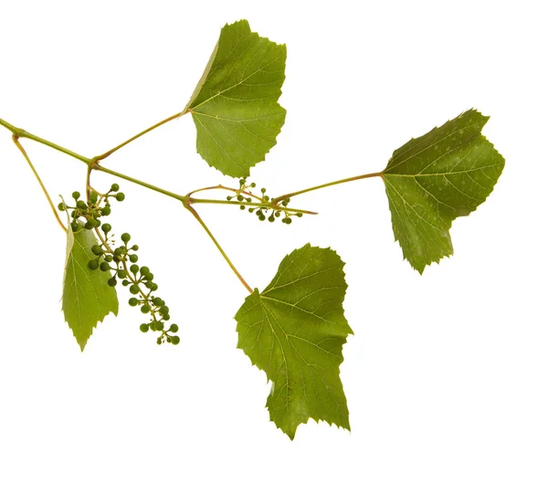 Young grapes on a vine with leaves. isolated on white background — Stock Photo, Image