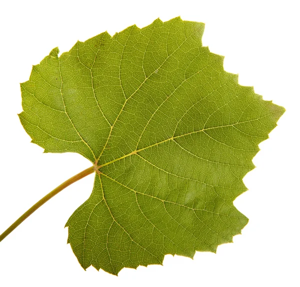 Зелений виноградний лист. ізольовані на білому фоні — стокове фото