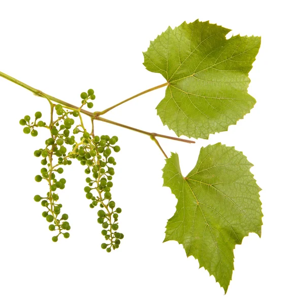 Young grapes on a vine with leaves. isolated on white background — Stock Photo, Image