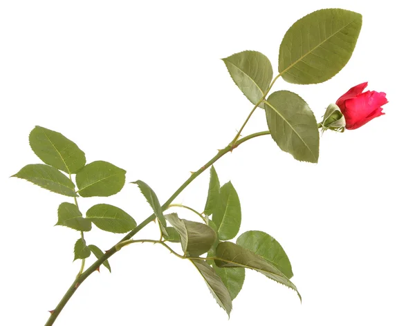 Κλαδί του κόκκινου τριαντάφυλλου απομονωμένο σε λευκό φόντο — Φωτογραφία Αρχείου