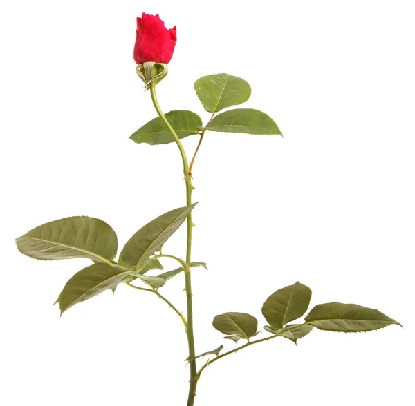 白い背景に赤いバラの枝が孤立し — ストック写真