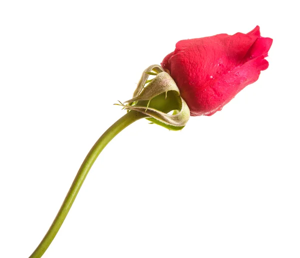 Bud av en röd ros isolerade på vit bakgrund — Stockfoto
