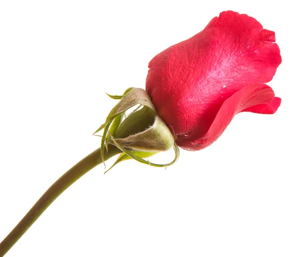 Botão de uma rosa vermelha isolada no fundo branco — Fotografia de Stock