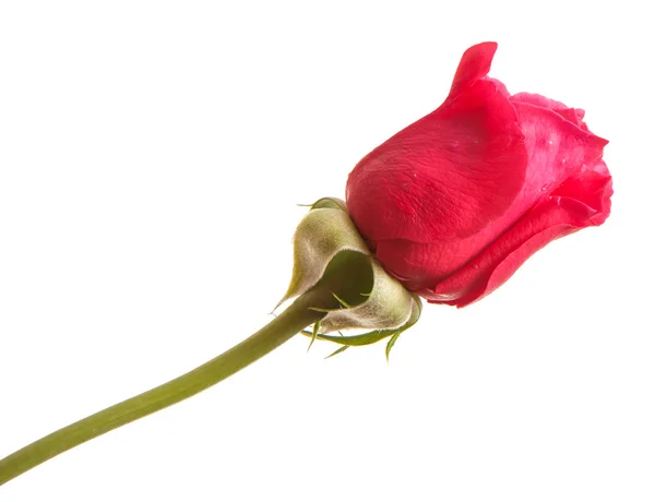 Bud από ένα κόκκινο τριαντάφυλλο απομονωμένες σχετικά με λευκό φόντο — Φωτογραφία Αρχείου