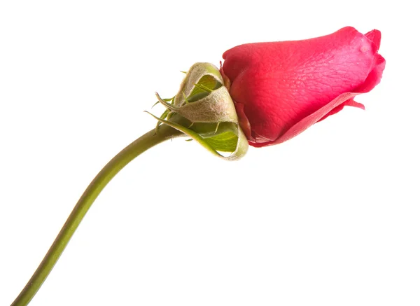 Botão de uma rosa vermelha isolada no fundo branco — Fotografia de Stock