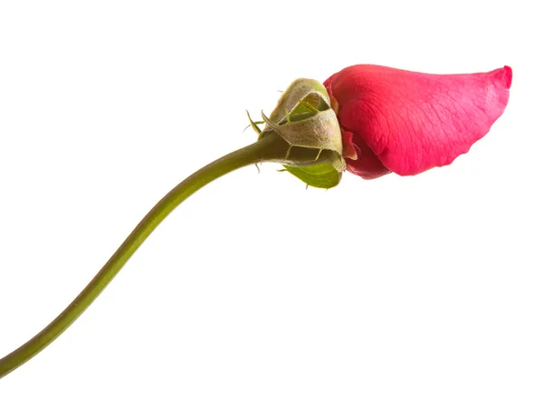Bud από ένα κόκκινο τριαντάφυλλο απομονωμένες σχετικά με λευκό φόντο — Φωτογραφία Αρχείου