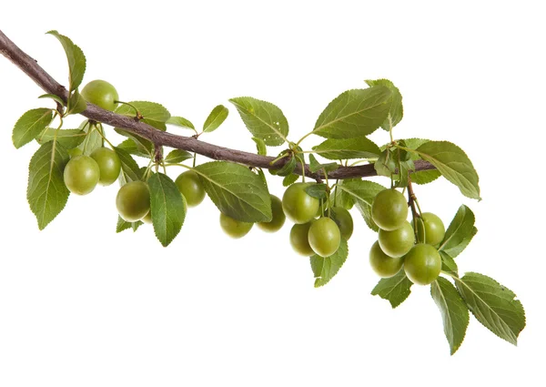 Ramo de ameixeira com frutas e folhas verdes. isolado em branco — Fotografia de Stock