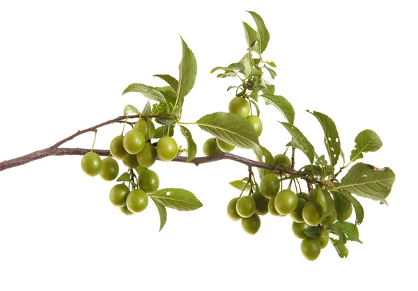 Pflaumenzweig mit grünen Früchten und Blättern. isoliert auf weiß — Stockfoto