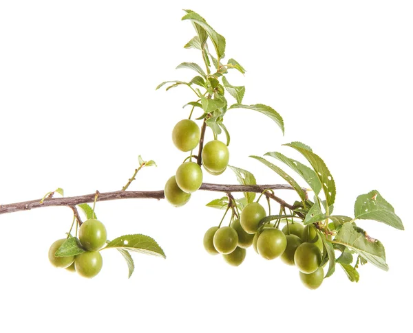 Ramo de ameixeira com frutas e folhas verdes. isolado em branco — Fotografia de Stock