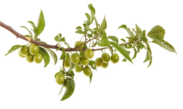 Pflaumenzweig mit grünen Früchten und Blättern. isoliert auf weiß — Stockfoto
