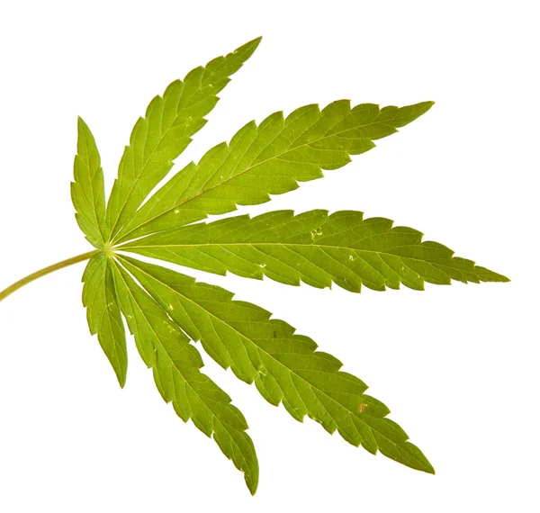 白い背景に隔離された大麻の葉 — ストック写真