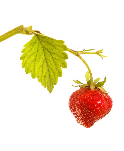 Ripe strawberries on the germ on a white background — Stock Photo, Image