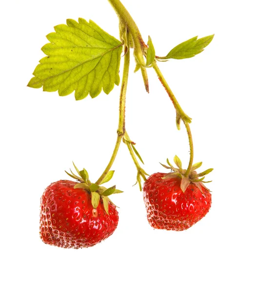 Fragole mature sul germe su fondo bianco — Foto Stock