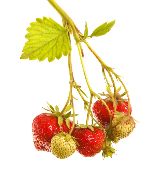 Bunch of strawberries on the germ. On a white background — Stock Photo, Image