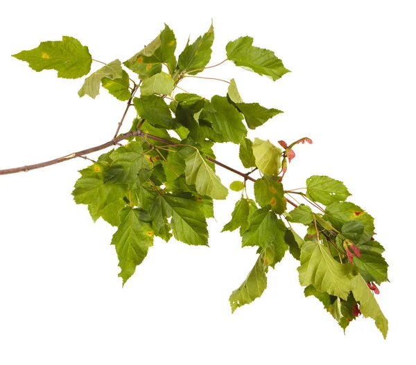 Maple ramo tártaro com sementes maduras. isolado em fundo branco — Fotografia de Stock