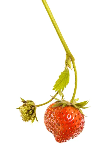 Bunch of strawberries on the germ. On a white background — Stock Photo, Image