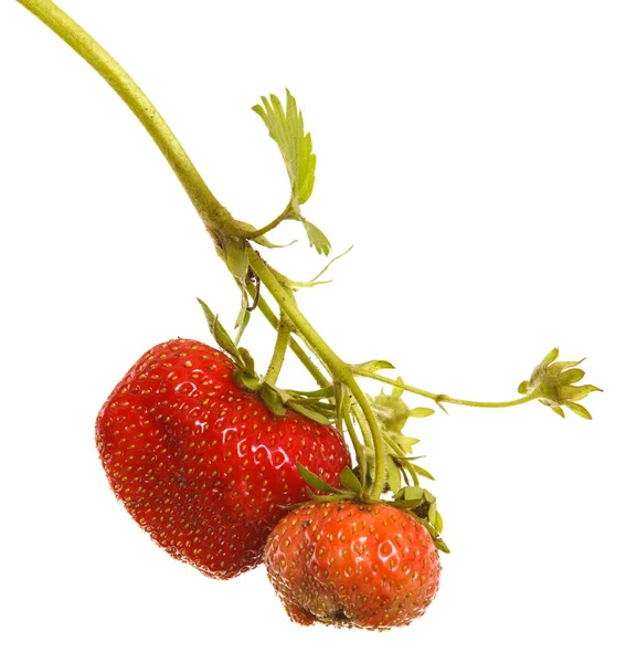 Bunch of strawberries on the germ. On a white background — Stock Photo, Image