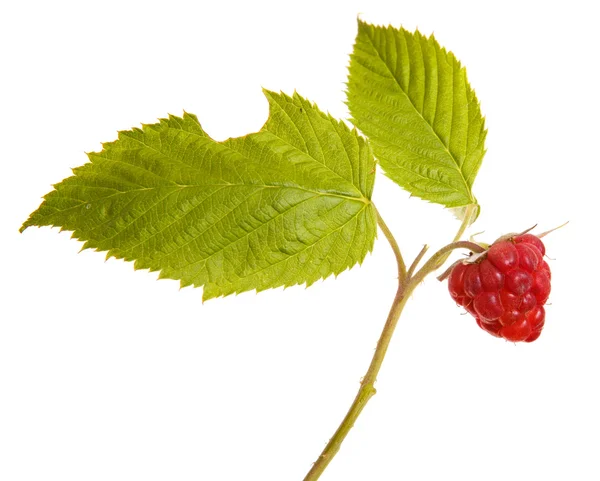 Reife Himbeere auf einem Zweig mit Blättern. isoliert auf weißem Backgr — Stockfoto