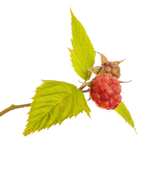 Rijpe frambozen op een tak met bladeren. geïsoleerd op witte backgr — Stockfoto