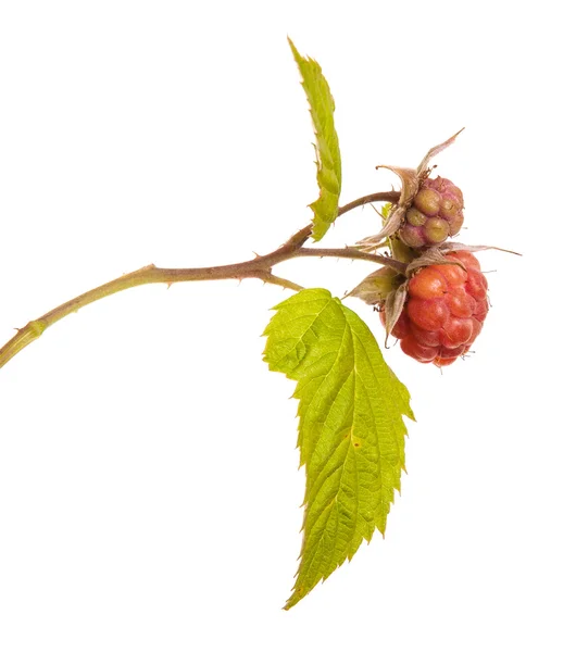 Ripe raspberry on a branch with leaves. isolated on white backgr — Stock Photo, Image