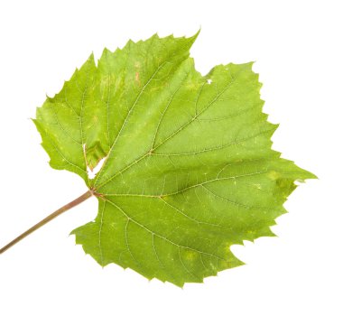 Yeşil üzüm yaprağı. Beyaz arka plan üzerinde izole