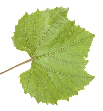 Yeşil üzüm yaprağı. Beyaz arka plan üzerinde izole